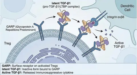 Иллюстрация на тему биологии GARP для Treg-клеток.