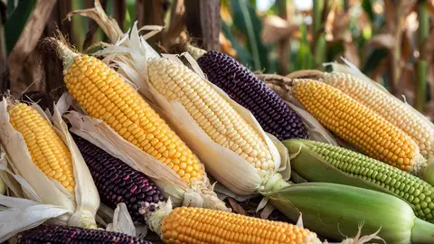 Промпт для обоев с разноцветными початками кукурузы и натуральной фактурой.